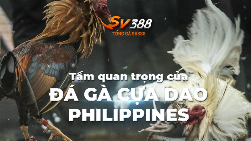 Tầm quan trọng của đá gà cựa dao Philippines đối với quốc gia này và toàn thế giới